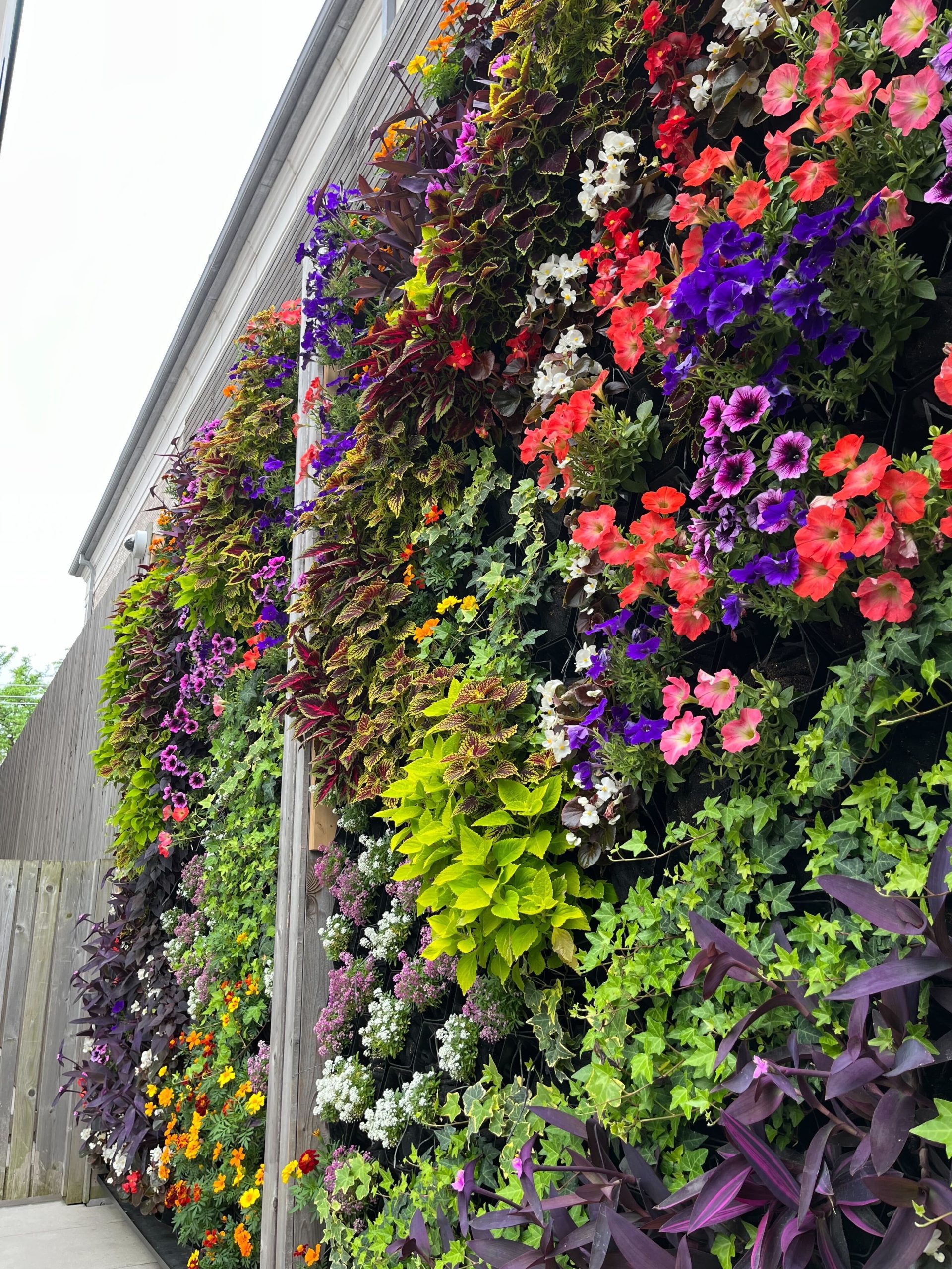 Private residence exterior plant wall