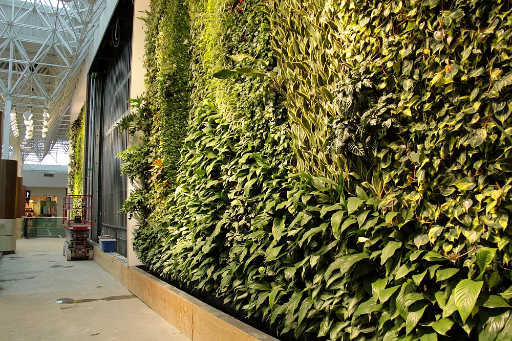 Guildford Town Centre indoor living walls close up