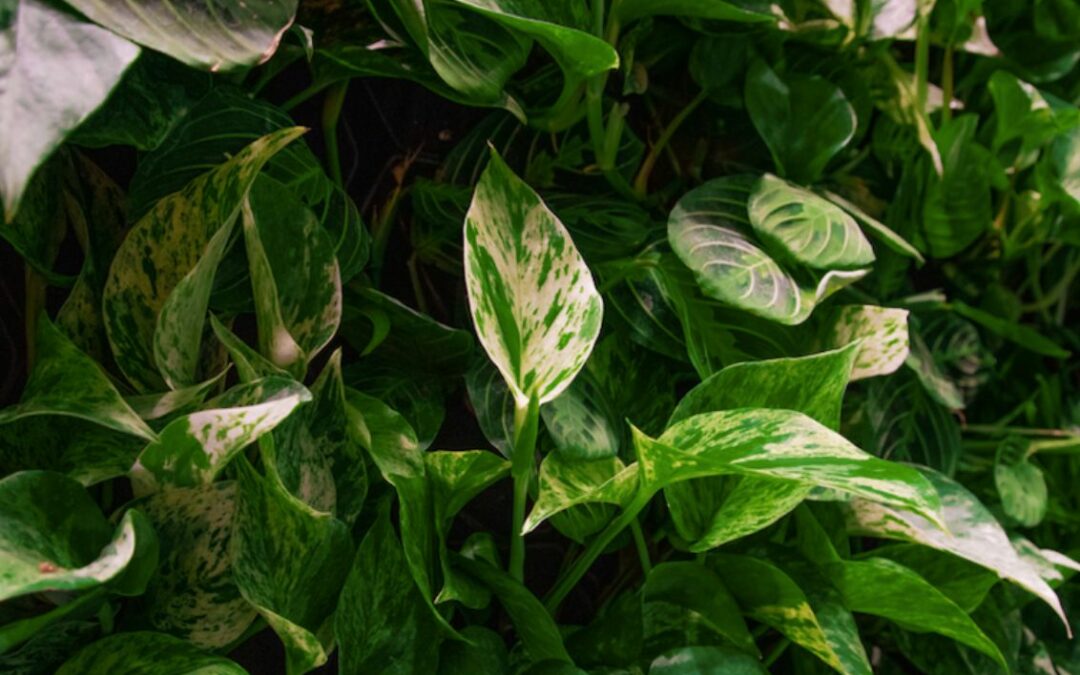 A Guide To Maintaining Pest-Free Living Walls
