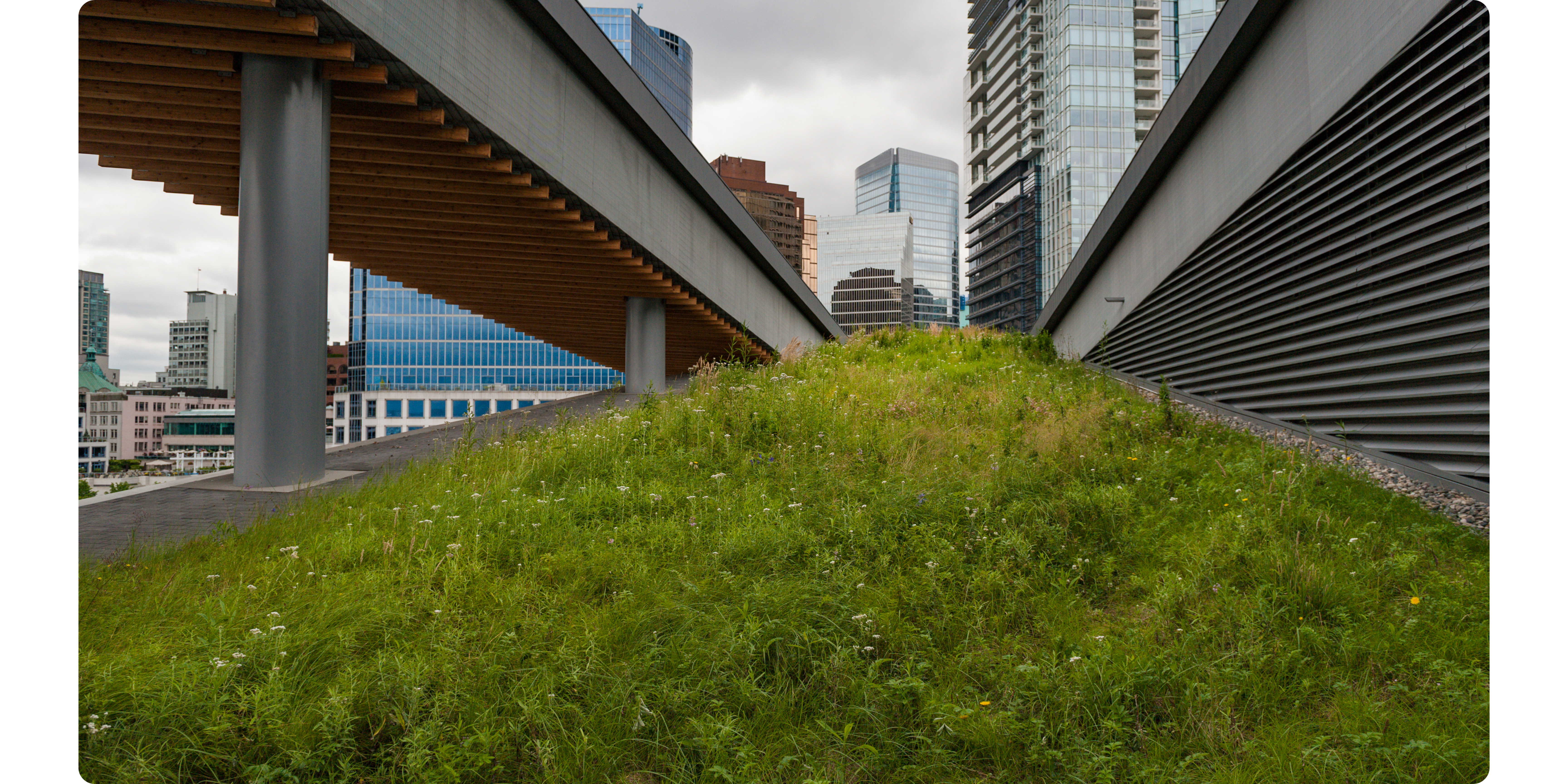 green roof in city scape