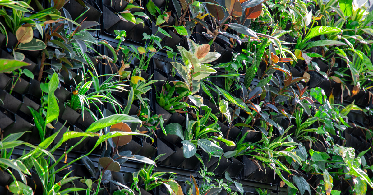 University of Guelph Humber living wall plants close up