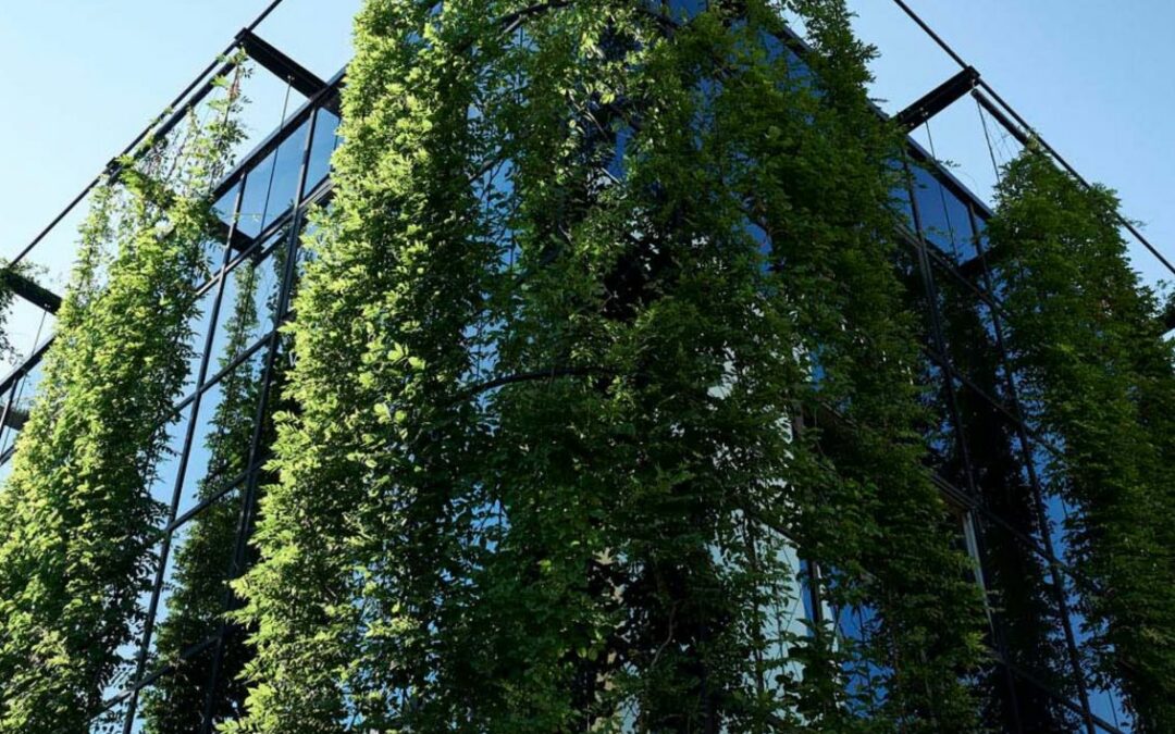 Best Plants For Your Green Facade