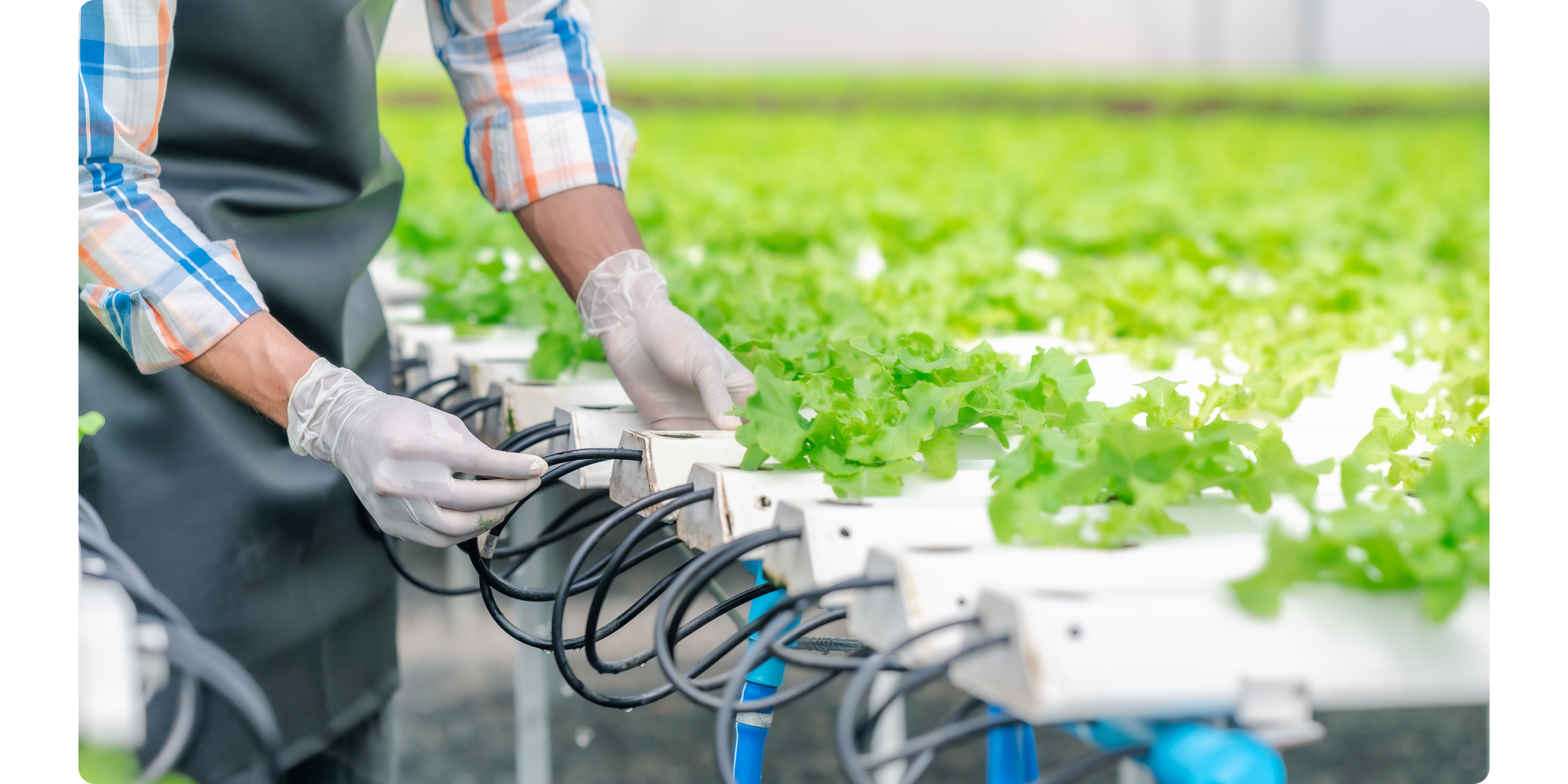 Hydroponic gardening tables being used for lettuce growth