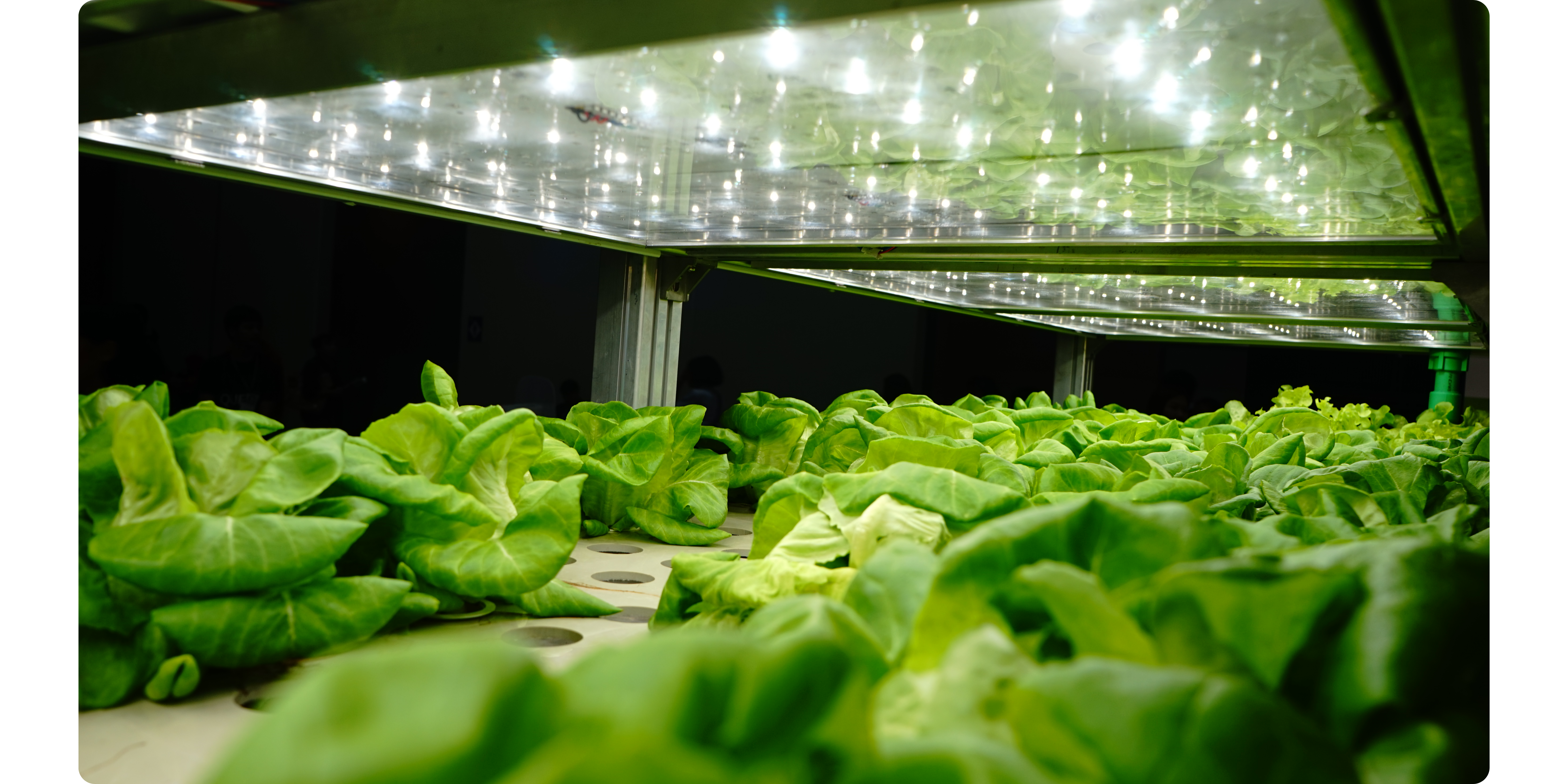 Optimized hydroponic growing