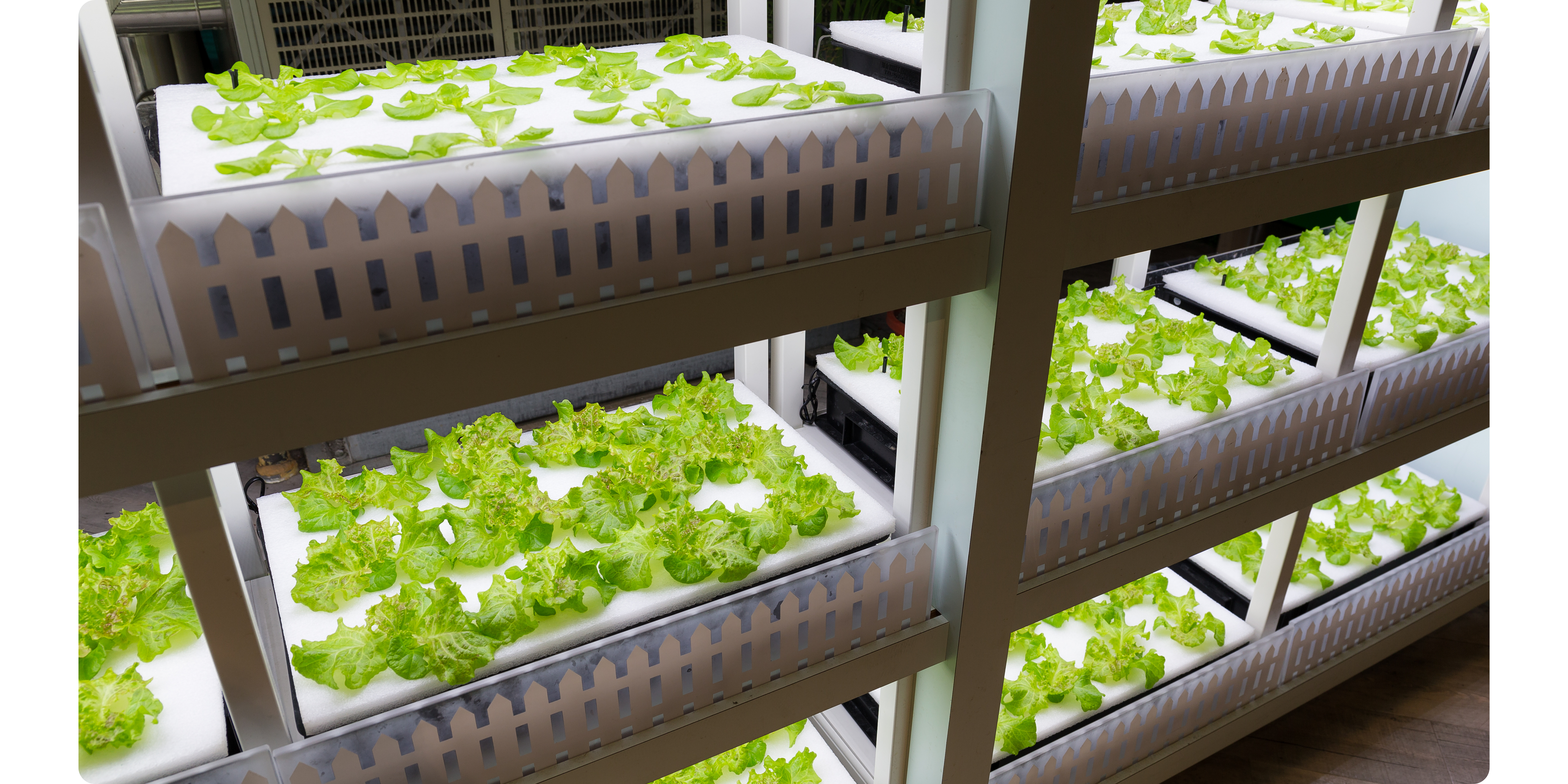 Vertical hydroponic grwoing tables