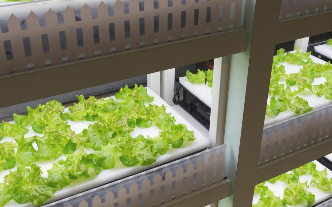 Hydroponics Paving The Way For The Future of Gardening