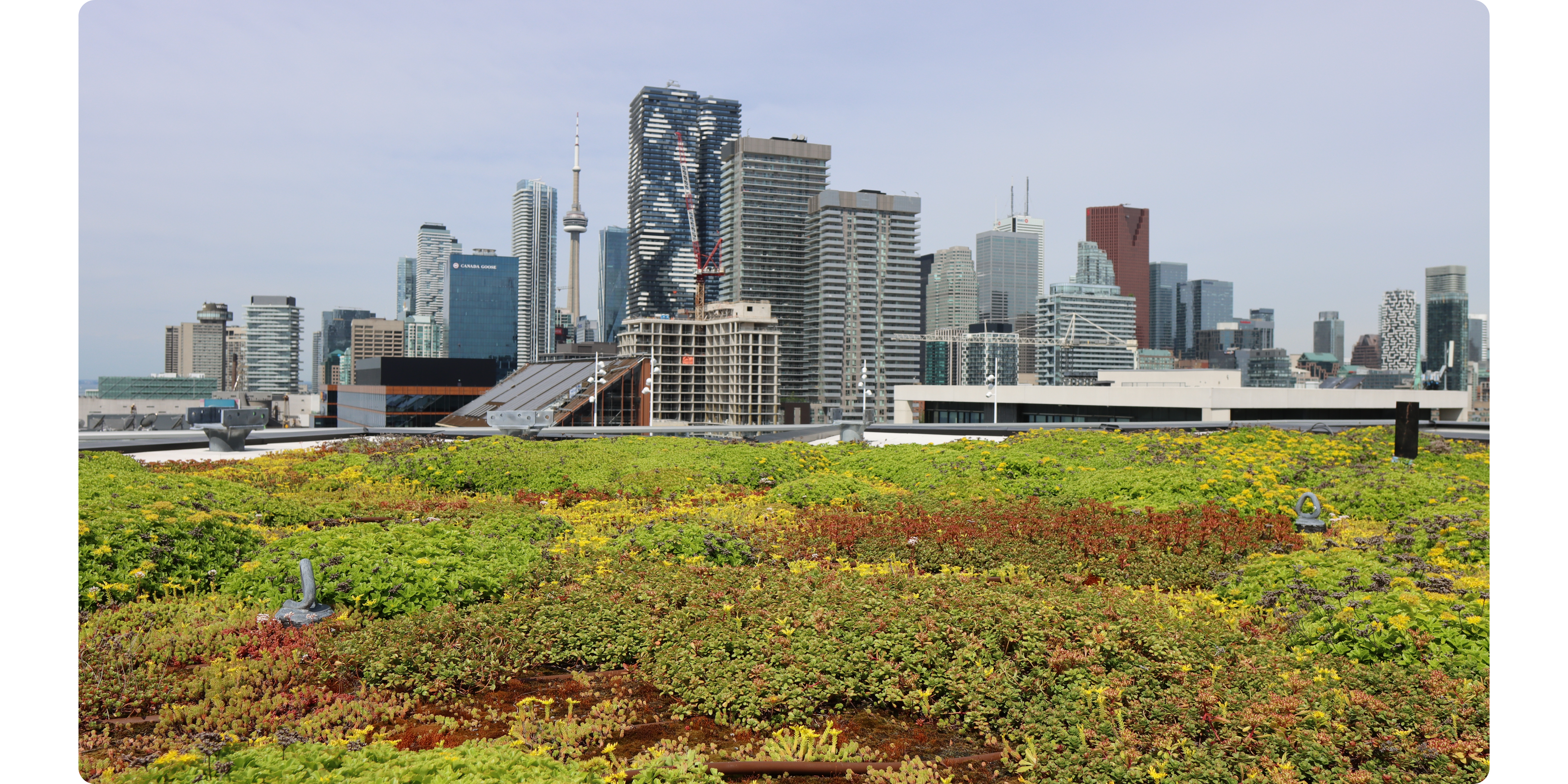 City of Toronto green roof