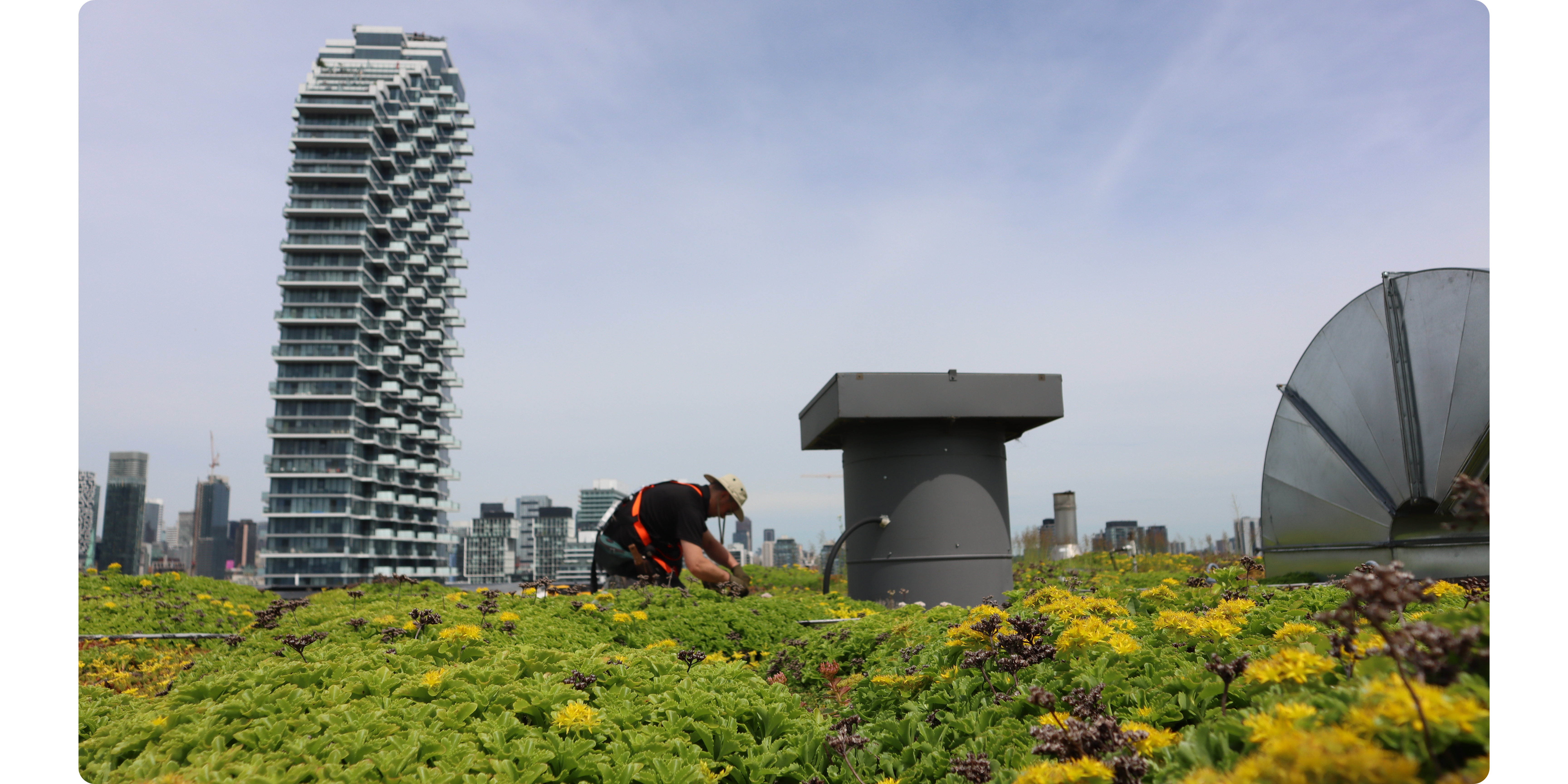 City of Toronto green roof maintenance