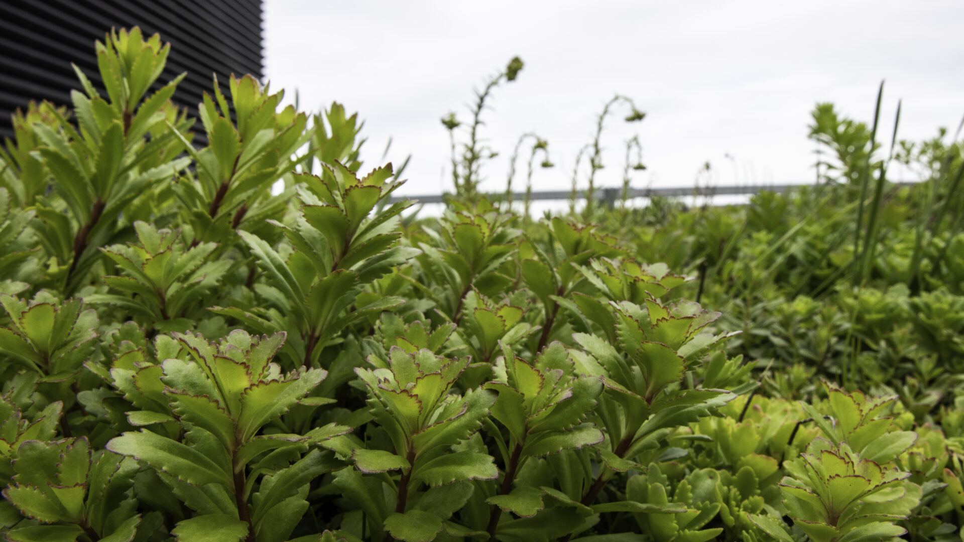 Green roof plants