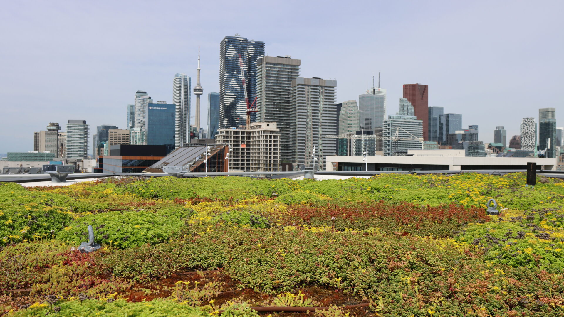 Green roof in Toronto