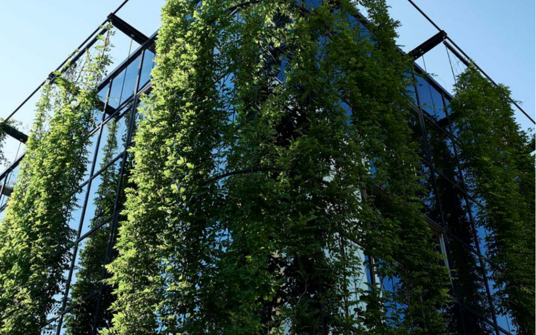 Outdoor Green Walls – The Power of The Trellis