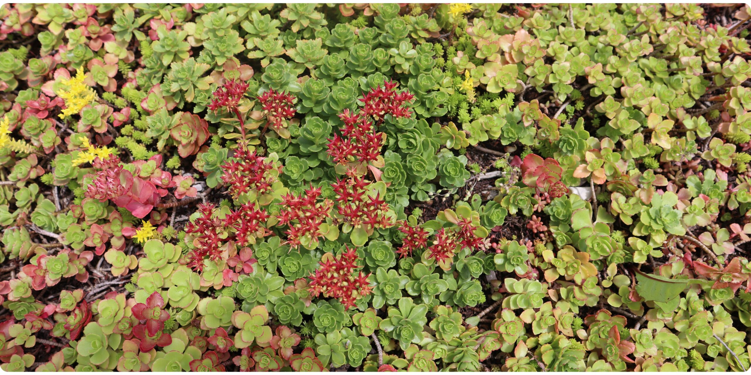 Green roof close up of succulents and mosses