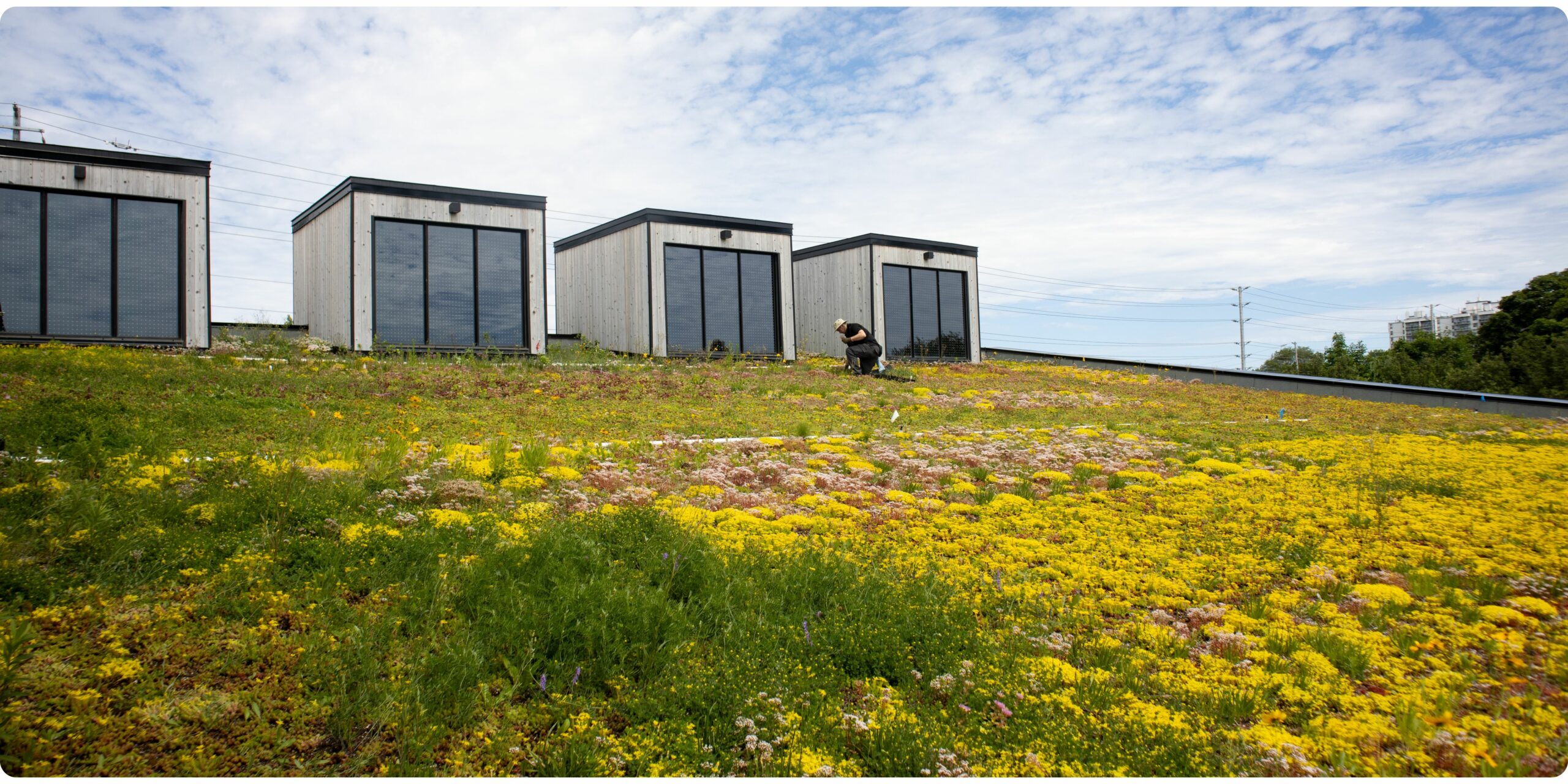 Toronto Green Roof Maintenance