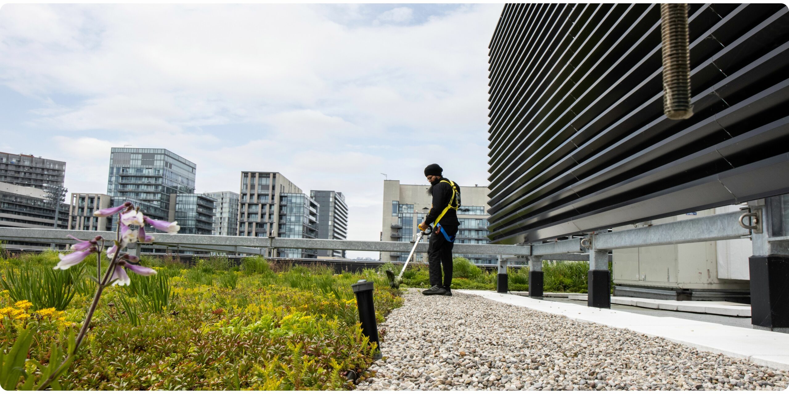 Toronto Green Roof Maintenance