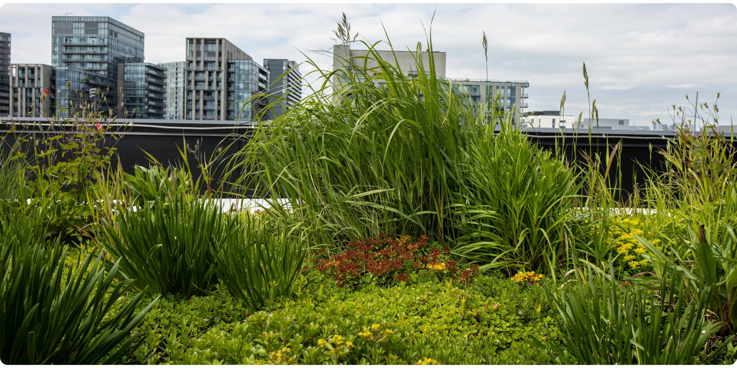 Overgrown Green Roof