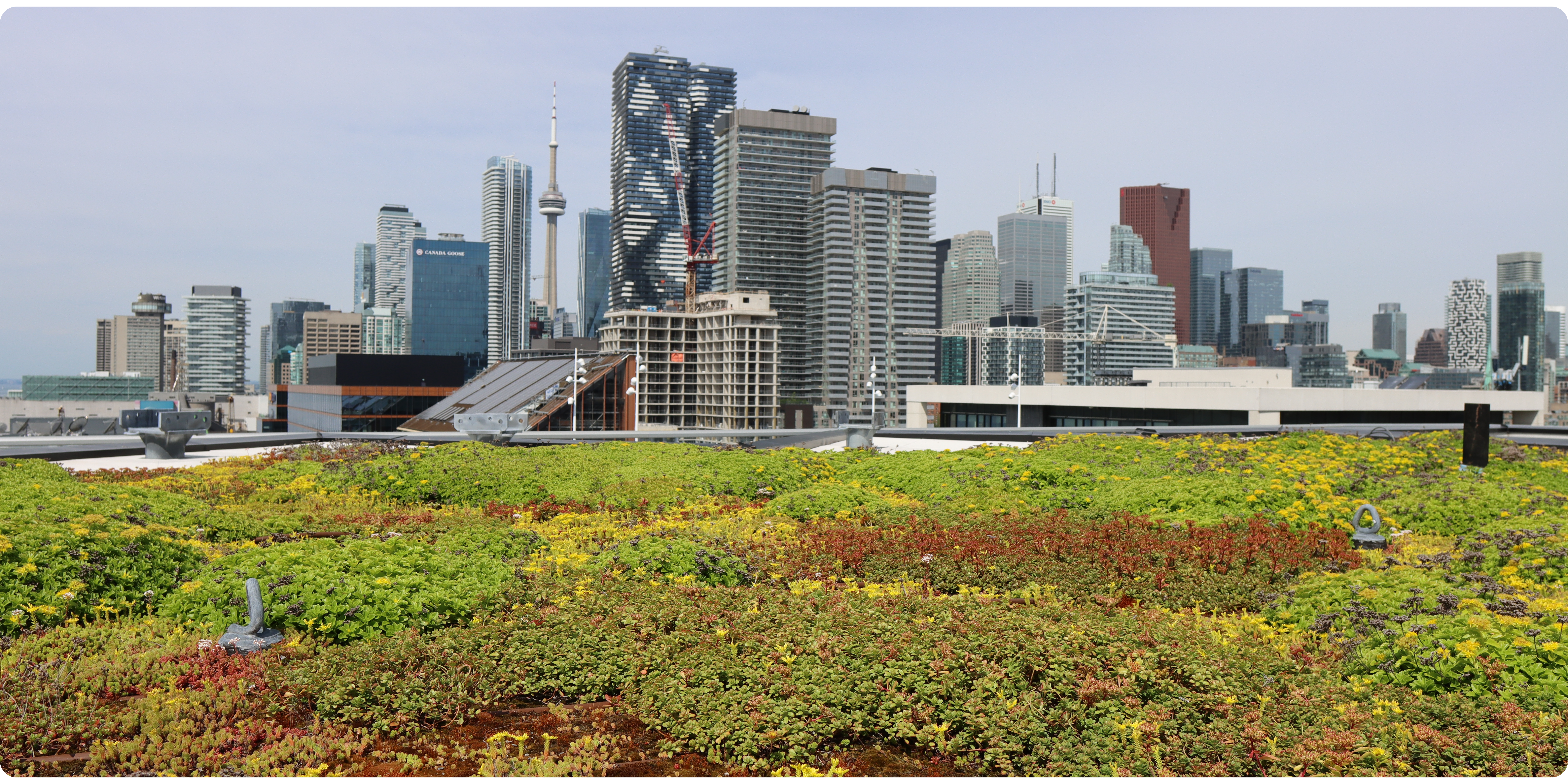 City of Toronto green roof