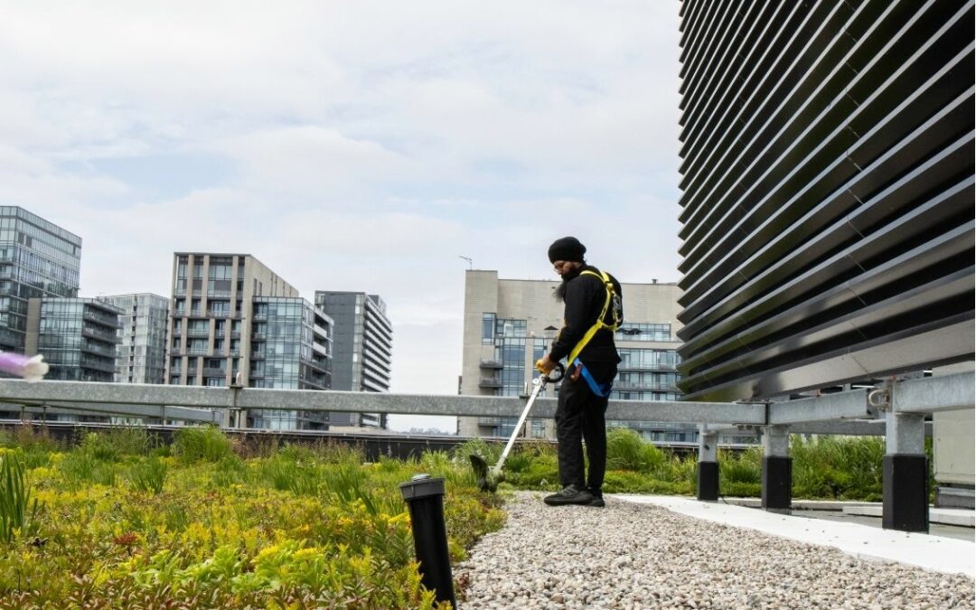 When To Maintain Your Green Roof