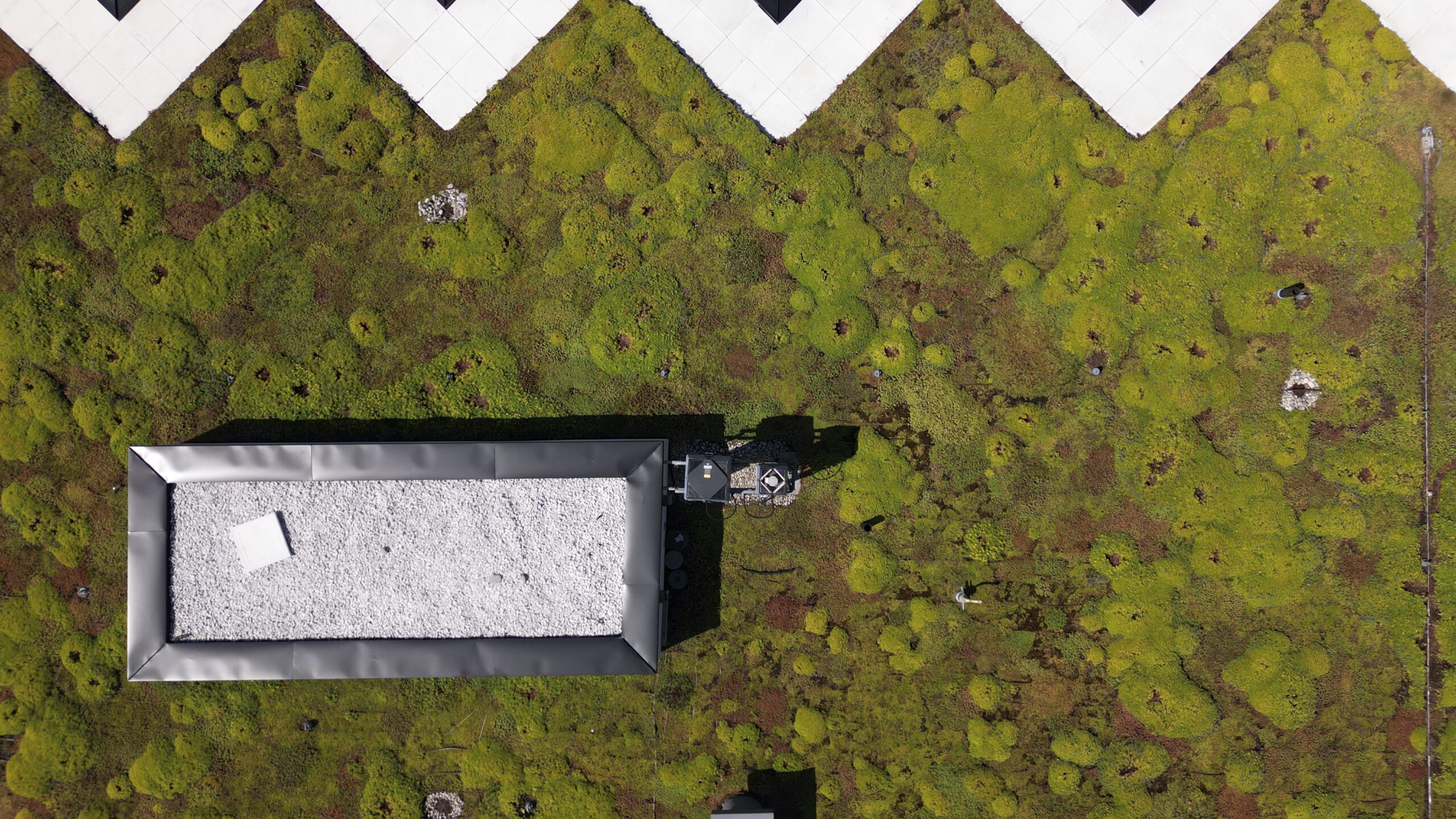 Close up of a lush green roof