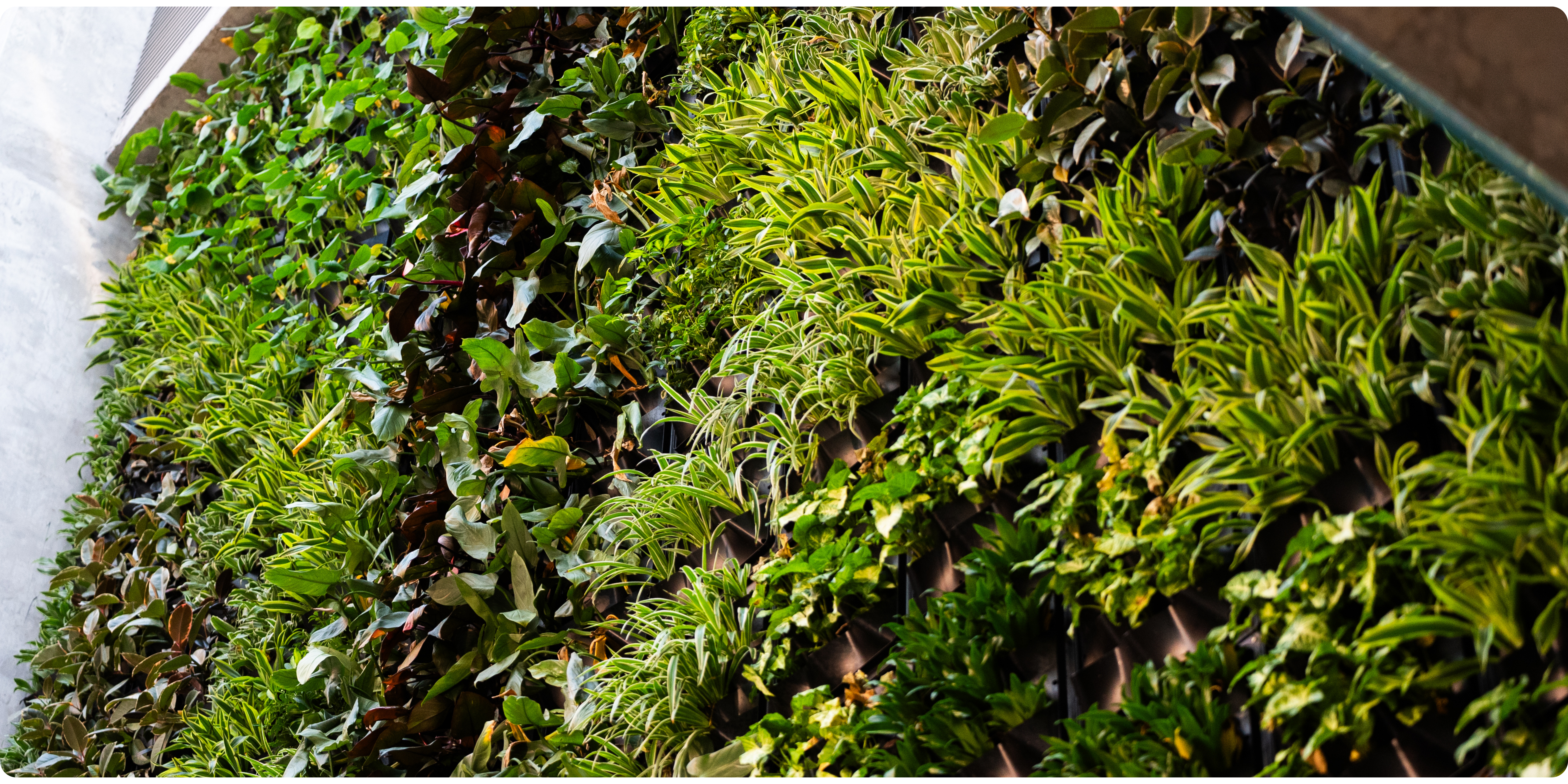 Biofilter living wall foliage