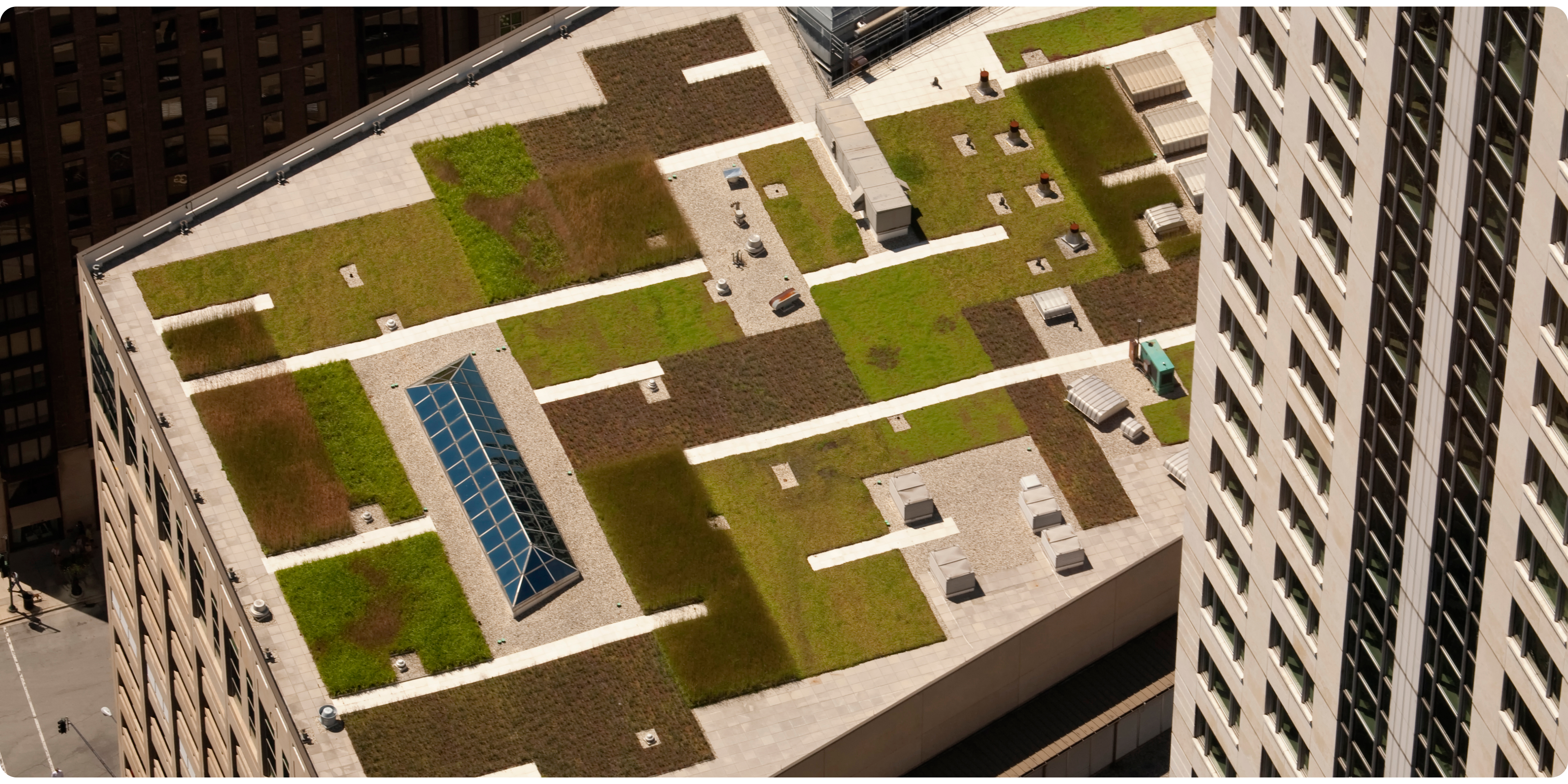 Green roof in the city