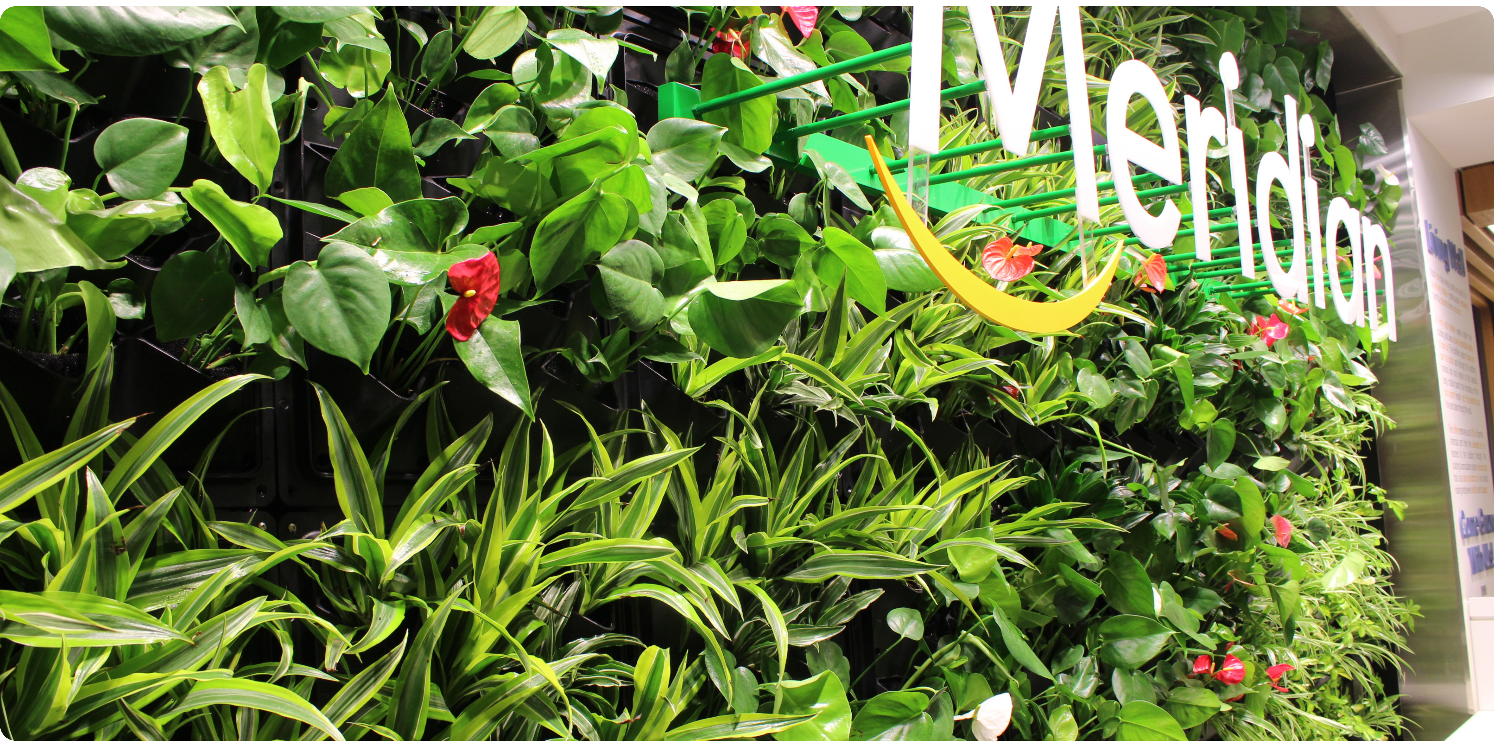 Meridian's living wall in Toronto office