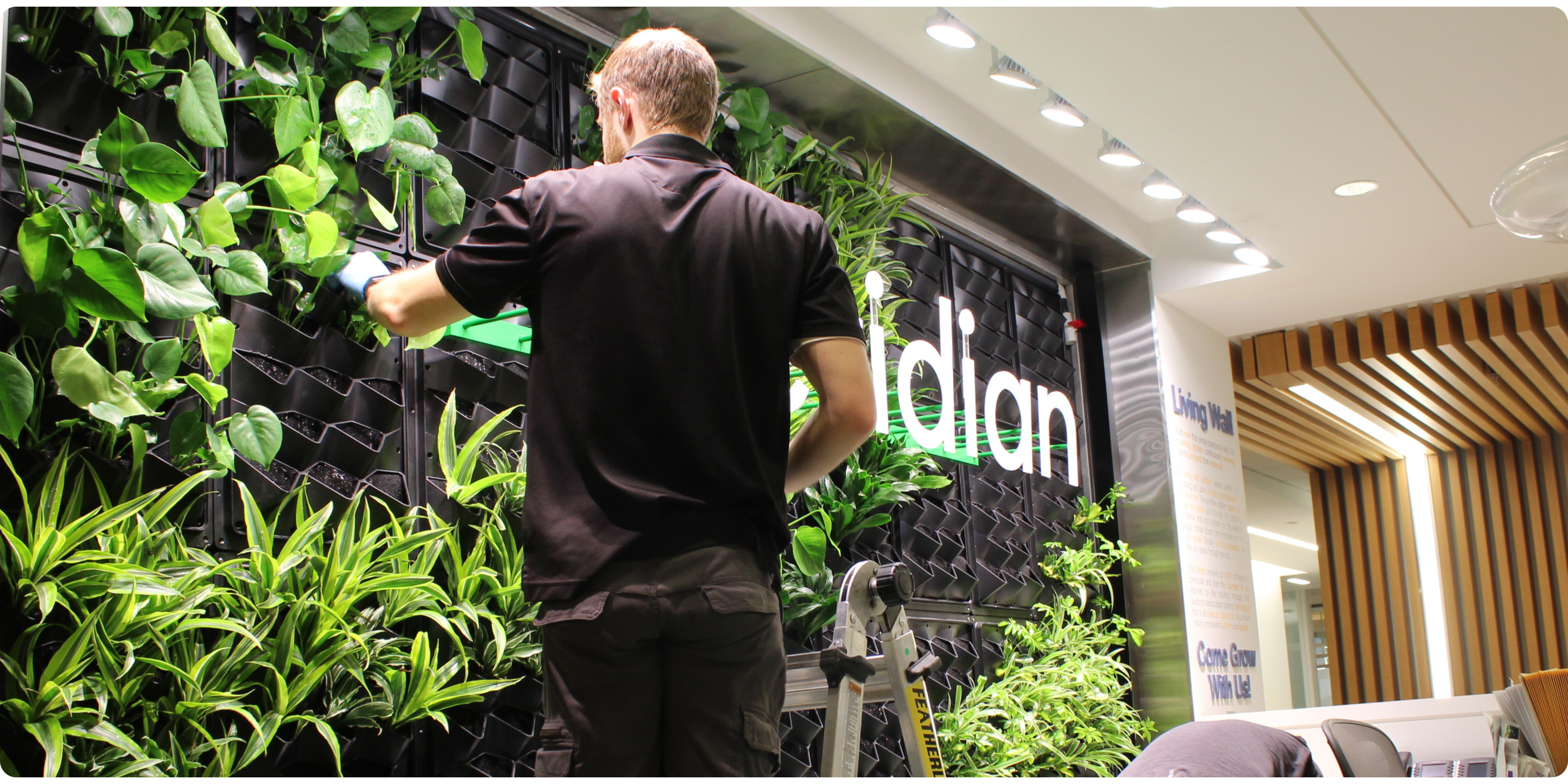 New Earth Solutions team working on the new living wall