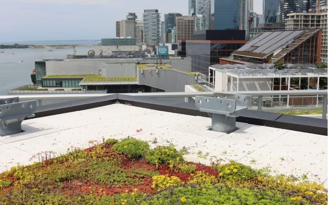 What Are Sedum Roofs?