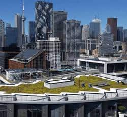 Green roof in Toronto